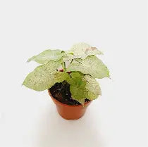Syngonium Confetti (single) | 4 cm plug 80/tray