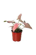 Syngonium Pink Splash (single) | 4 cm plug 80/tray