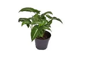 Syngonium Wendlandii (single) | 4 cm plug 80/tray