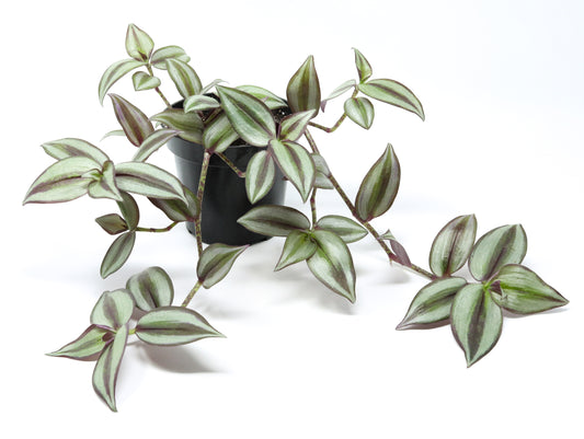 Tradescantia Zebrina Pendula Albiflora