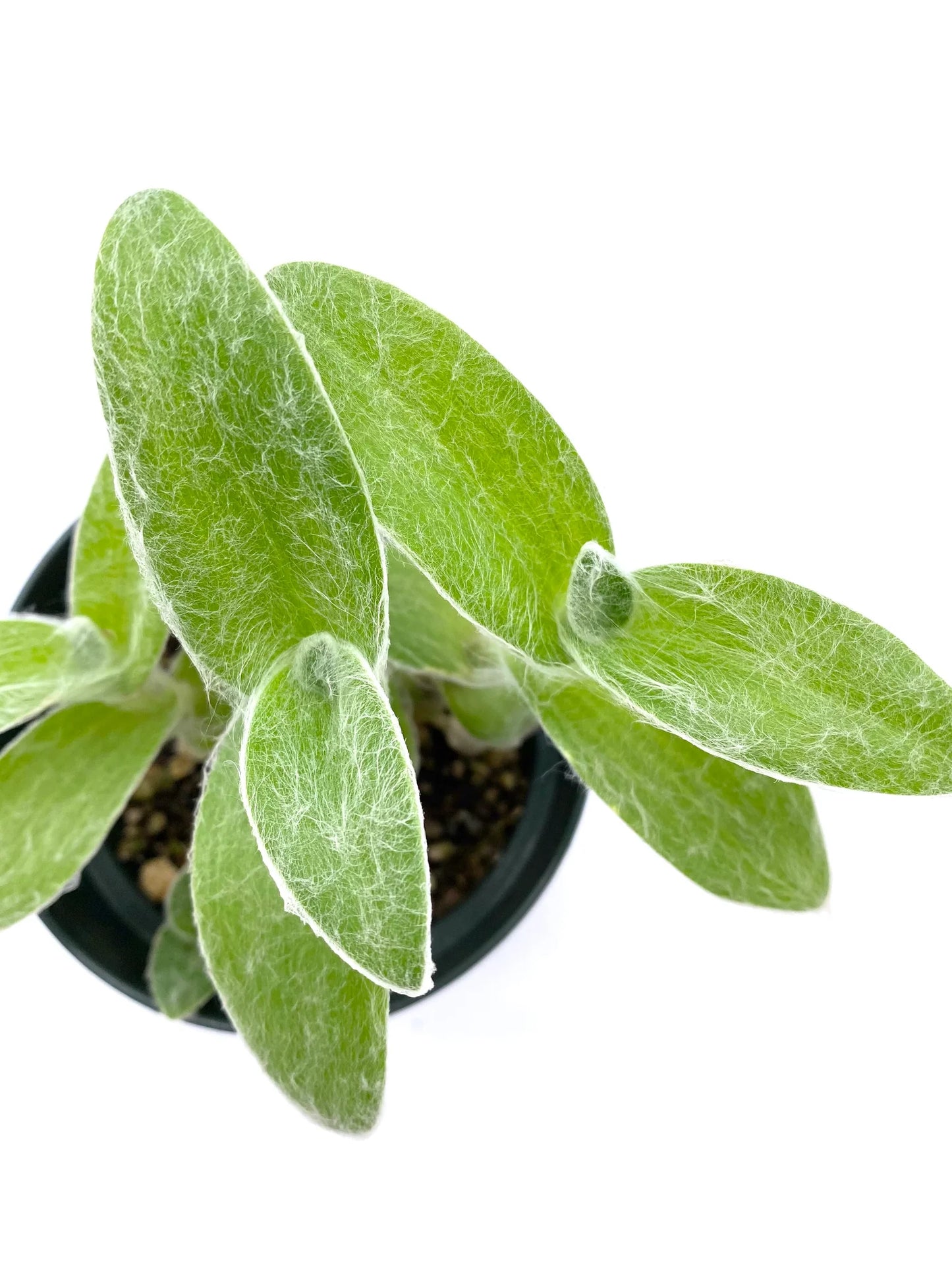 Tradescantia Zebrina Pendula Sillamontana